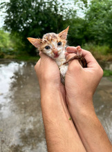 ONYX, Katze, Europäisch Kurzhaar in Bulgarien - Bild 23