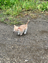 RUBY, Katze, Europäisch Kurzhaar in Bulgarien - Bild 21