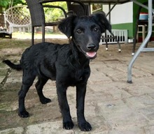 APOLLO, Hund, Kroatischer Schäferhund-Mix in Kroatien - Bild 2