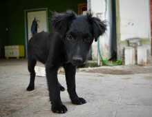 APOLLO, Hund, Kroatischer Schäferhund-Mix in Kroatien - Bild 3