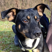 LEWANDOWSKI, Hund, Mischlingshund in Gnarrenburg - Bild 1