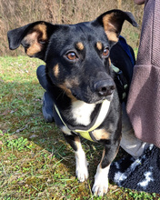 LEWANDOWSKI, Hund, Mischlingshund in Gnarrenburg - Bild 2