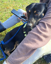 LEWANDOWSKI, Hund, Mischlingshund in Gnarrenburg - Bild 3