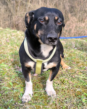 LEWANDOWSKI, Hund, Mischlingshund in Gnarrenburg - Bild 5