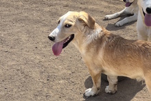 CECIO, Hund, Corgi-Mix in Italien - Bild 19