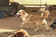 CECIO, Hund, Corgi-Mix in Italien - Bild 26