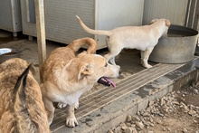 CECIO, Hund, Corgi-Mix in Italien - Bild 28