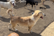 CECIO, Hund, Corgi-Mix in Italien - Bild 29