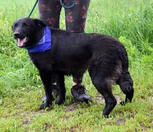 INNOCENT, Hund, Mischlingshund in Slowakische Republik - Bild 11