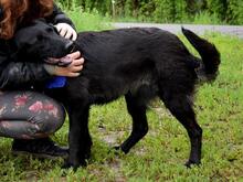 INNOCENT, Hund, Mischlingshund in Slowakische Republik - Bild 15