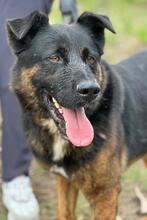 ROCKY, Hund, Deutscher Schäferhund-Mix in Portugal - Bild 3