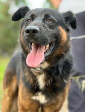 ROCKY, Hund, Deutscher Schäferhund-Mix in Portugal - Bild 4