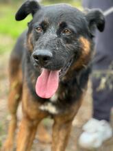 ROCKY, Hund, Deutscher Schäferhund-Mix in Portugal - Bild 8