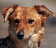 MARGARETKA, Hund, Mischlingshund in Slowakische Republik - Bild 1