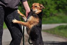 MARGARETKA, Hund, Mischlingshund in Slowakische Republik - Bild 10