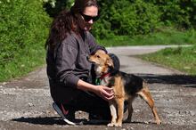 MARGARETKA, Hund, Mischlingshund in Slowakische Republik - Bild 11