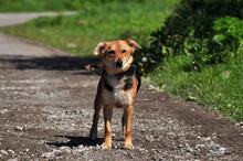 MARGARETKA, Hund, Mischlingshund in Slowakische Republik - Bild 14