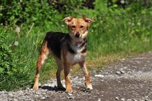 MARGARETKA, Hund, Mischlingshund in Slowakische Republik - Bild 2