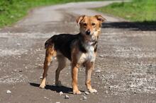 MARGARETKA, Hund, Mischlingshund in Slowakische Republik - Bild 3