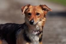 MARGARETKA, Hund, Mischlingshund in Slowakische Republik - Bild 4