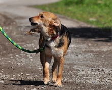 MARGARETKA, Hund, Mischlingshund in Slowakische Republik - Bild 5