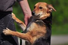 MARGARETKA, Hund, Mischlingshund in Slowakische Republik - Bild 6