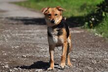 MARGARETKA, Hund, Mischlingshund in Slowakische Republik - Bild 9