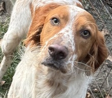 PET, Hund, Irish Setter-Mix in Nettetal - Bild 1