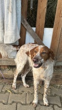 PET, Hund, Irish Setter-Mix in Nettetal - Bild 10