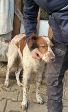 PET, Hund, Irish Setter-Mix in Nettetal - Bild 11