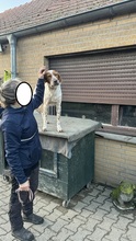 PET, Hund, Irish Setter-Mix in Nettetal - Bild 12