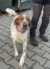 PET, Hund, Irish Setter-Mix in Nettetal - Bild 4