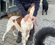 PET, Hund, Irish Setter-Mix in Nettetal - Bild 5