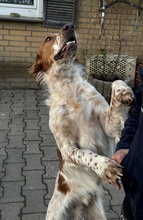 PET, Hund, Irish Setter-Mix in Nettetal - Bild 6