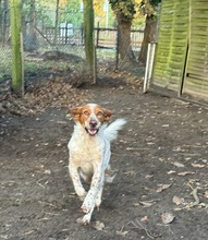 PET, Hund, Irish Setter-Mix in Nettetal - Bild 9