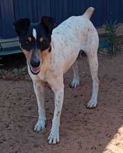 DIDO, Hund, Bodeguero Andaluz in Spanien - Bild 11