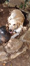 BUDDY, Hund, Hirtenhund-Mix in Spanien - Bild 10