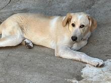 BUDDY, Hund, Hirtenhund-Mix in Spanien - Bild 3