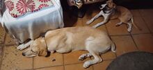 BUDDY, Hund, Hirtenhund-Mix in Spanien - Bild 6