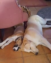 BUDDY, Hund, Hirtenhund-Mix in Spanien - Bild 7