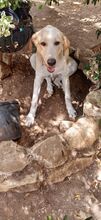 BUDDY, Hund, Hirtenhund-Mix in Spanien - Bild 9