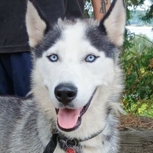 MADDOX, Hund, Alaskan Malamute-Siberian Husky-Mix in Slowakische Republik - Bild 1