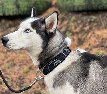 MADDOX, Hund, Alaskan Malamute-Siberian Husky-Mix in Slowakische Republik - Bild 10