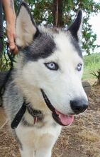 MADDOX, Hund, Alaskan Malamute-Siberian Husky-Mix in Slowakische Republik - Bild 11