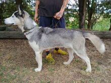 MADDOX, Hund, Alaskan Malamute-Siberian Husky-Mix in Slowakische Republik - Bild 12