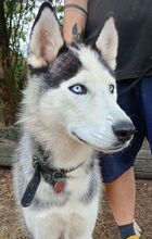 MADDOX, Hund, Alaskan Malamute-Siberian Husky-Mix in Slowakische Republik - Bild 13