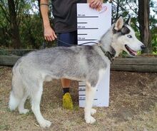 MADDOX, Hund, Alaskan Malamute-Siberian Husky-Mix in Slowakische Republik - Bild 14