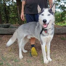 MADDOX, Hund, Alaskan Malamute-Siberian Husky-Mix in Slowakische Republik - Bild 2