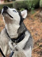 MADDOX, Hund, Alaskan Malamute-Siberian Husky-Mix in Slowakische Republik - Bild 3