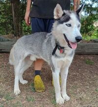 MADDOX, Hund, Alaskan Malamute-Siberian Husky-Mix in Slowakische Republik - Bild 4